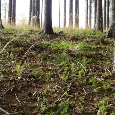 Bild vergr&ouml;&szlig;ern: Naturverj&uuml;ngung der Fichte