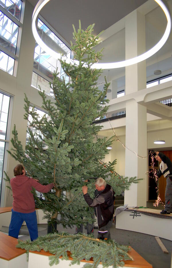 Bild vergr&ouml;&szlig;ern: Weihnachtsbaum