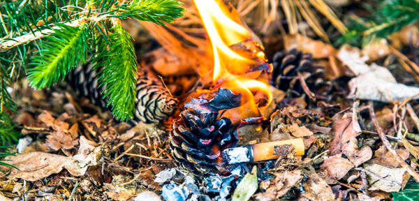Bild vergr&ouml;&szlig;ern: Ein Waldbrand ausgel�st durch eine weggeworfene Zigarette.
