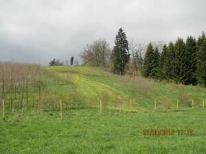 Bild vergr&ouml;&szlig;ern: Waldrand