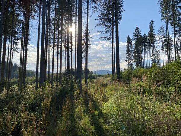 Bild vergr&ouml;&szlig;ern: Das Bild zeigt einen vogtl�ndischen Wald vor blauem Himmel und Sonnenschein.