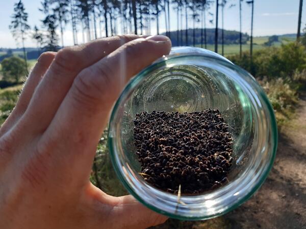Bild vergr&ouml;&szlig;ern: Das Bild zeigt eine gro�e Menge an Borkenk�fern in einem Glas.