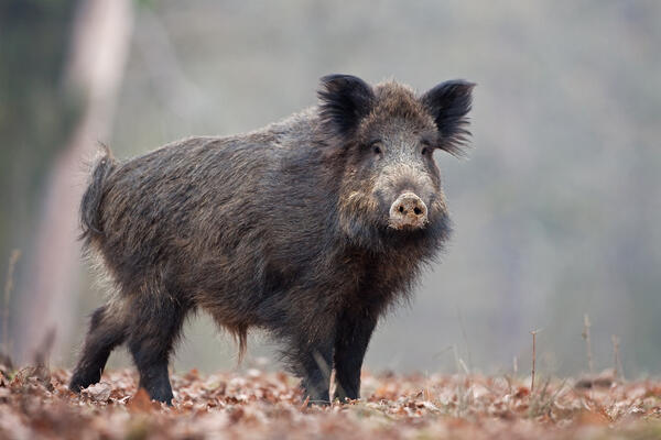 Bild vergr&ouml;&szlig;ern: Die effiziente Bejagung von Schwarzwild hilft, das Ausbreiten der Afrikanischen Schweinepest zu unterbinden.