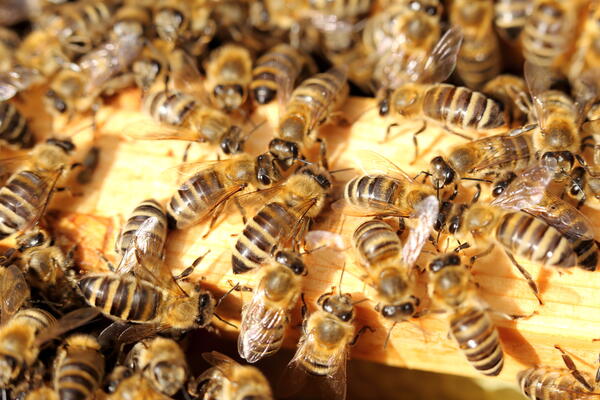 Bild vergr&ouml;&szlig;ern: Detailaufnahme von Bienen im Bienenstock