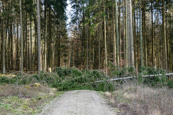 Bild vergr&ouml;&szlig;ern: Wegen der anstehenden orkanartigen Sturmb�en hat der Vogtlandkreis eine Sperrung des Waldes verf�gt.