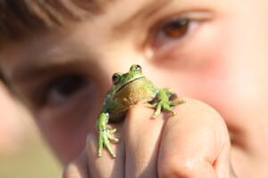 Bild vergr&ouml;&szlig;ern: Ein Frosch sitzt auf der Hand eines Kindes