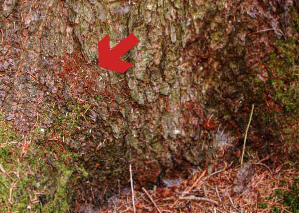 Bild vergr&ouml;&szlig;ern: Sichtbar am Fu� des Stammes eines befallenen Baumes das Bohrmehl