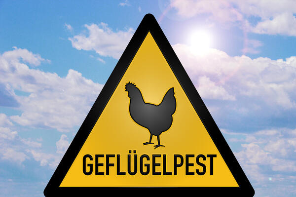 Bild vergr&ouml;&szlig;ern: Das Bild zeigt ein dreieckiges gelbes Schild auf dem "Gefl�gelpest" steht und ein schwarzes Huhn abgebildet ist.