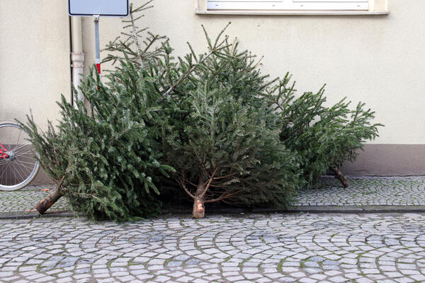 Bild vergr&ouml;&szlig;ern: Weihnachtsb�ume auf dem Gehweg, die zur Entsorgung bereitgelegt sind.