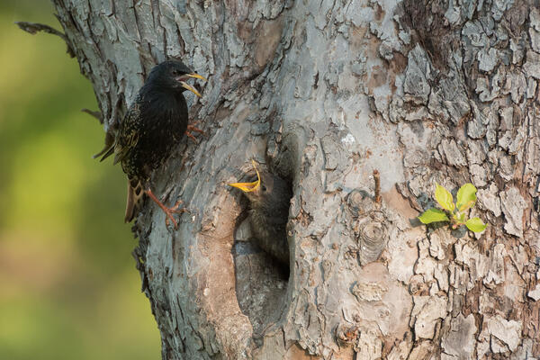 Bild vergr&ouml;&szlig;ern: Ein Vogel k�mmert sich um sein Junges.