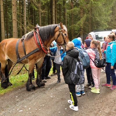 Bild vergr&ouml;&szlig;ern: Besonders spannend: das Holzr&uuml;cken im Wald mit einem Pferd.