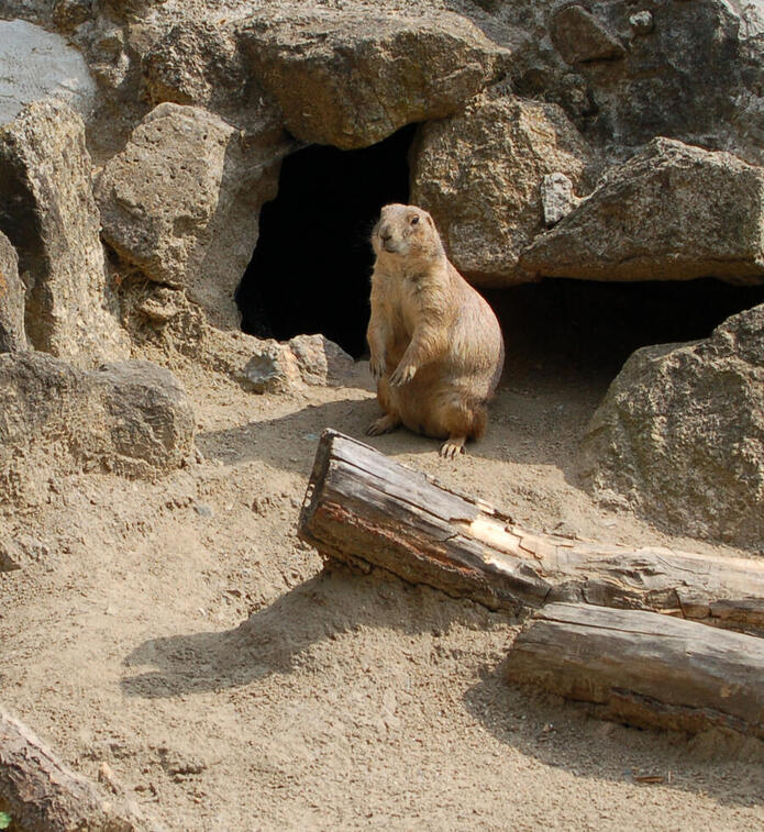 Pr&auml;riehund im Tierpark Falkenstein