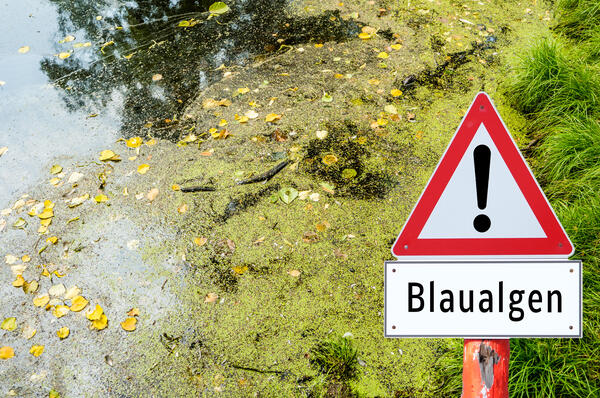Bild vergr&ouml;&szlig;ern: Das Bild zeigt gr�ne Algen in einem Naturgew�sser. Diese so genannten Blaualgen k�nnen f�r Mensch und Tier gef�hrlich werden.