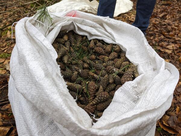 Bild vergr&ouml;&szlig;ern: Zwischen vier und acht Kilo an Zapfen k�nnen pro Baum geerntet werden. In diesem Sack stecken etwa 20 Kilo.