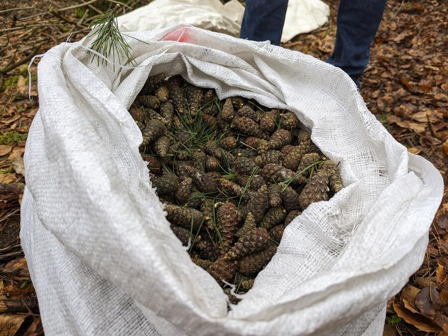 Zwischen vier und acht Kilo an Zapfen k&ouml;nnen pro Baum geerntet werden. In diesem Sack stecken etwa 20 Kilo.