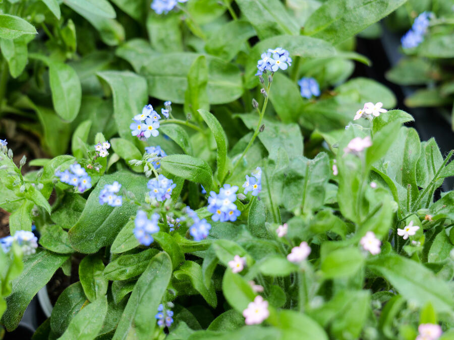 Vergissmeinnicht mit violetten und rosafarbenen Bl&uuml;ten.