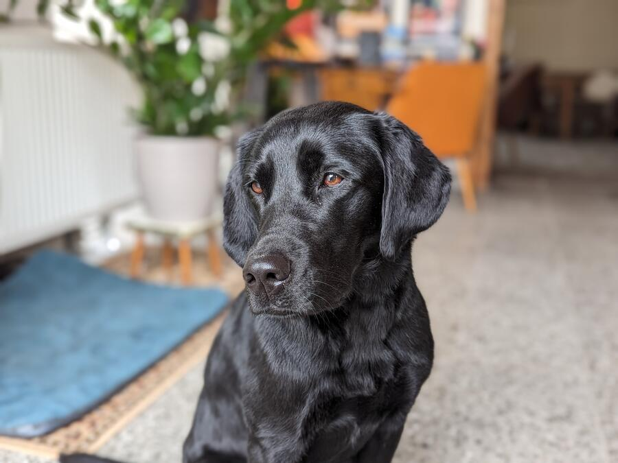 Eine schwarze Labradorh&uuml;ndin sitzt auf dem Boden uns schaut in die Kamera.
