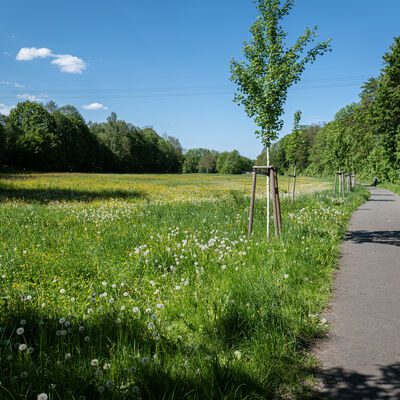 Das Bild zeigt das Freudenthal zwischen Auerbach und Rodewisch: eine saftig gr&uuml;ne Wiese inmitten sch&ouml;ner Natur. Ein Fahrrad- und Fu&szlig;weg f&uuml;hrt daran vorbei.