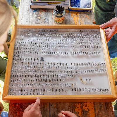 Bild vergr&ouml;&szlig;ern: Kinder bekommen die vielen Arten von Wildbienen gezeigt.