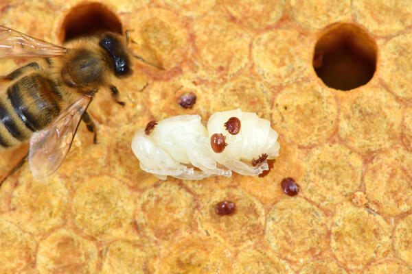 Bild vergr&ouml;&szlig;ern: Varroamilben im Bienenstock