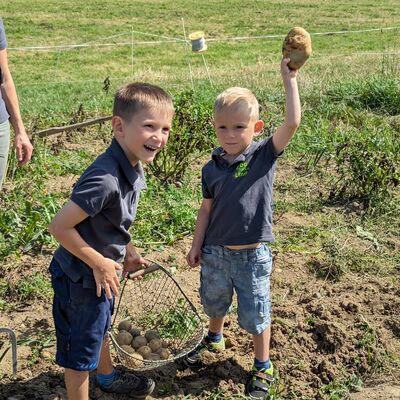 Bild vergr&ouml;&szlig;ern: Linda betreibt ein eigenes Kartoffelfeld auf dem die gleichnamige Sorte angebaut wird