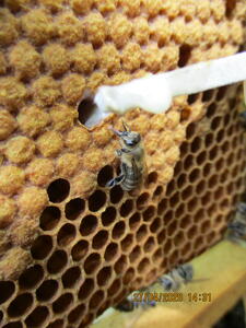 Bild vergr&ouml;&szlig;ern: Das Bild zeigt Bienen an einer Wabe. Das Streichholz eines Imkers zieht eine klebrige Fl&uuml;ssigkeit aus dieser.
