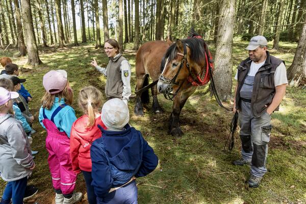 Bild vergr&ouml;&szlig;ern: Kinder sehen dabei zu, wie ein Pferd Holz r�ckt.