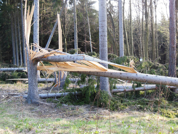 Bild vergr&ouml;&szlig;ern: Auf dem Bild sieht man einen vom Sturmtief abgebrochenen Baum.