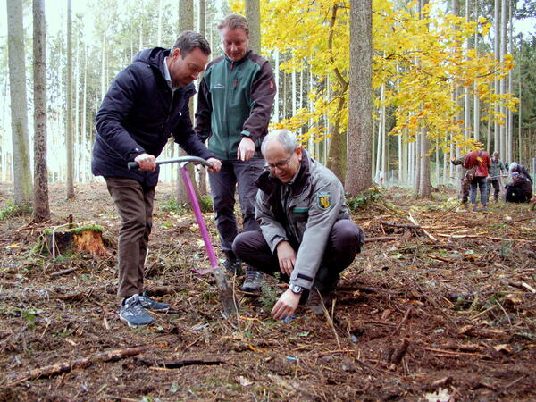 Bild vergr&ouml;&szlig;ern: Auf dem Bild sieht man verschiedene Personen. Der Hauptabteilungsleiter Vertrieb der eins energie sachsen GmbH Michael Reines pflanzte zusammen mit dem Gesch&auml;ftsf&uuml;hrer der Stiftung Wald f&uuml;r Sachsen, Henrik Lindner und dem Sachgebietsleiter der unteren Forstbeh&ouml;rde des Vogtlandkreises Kay Oertel, (v.l.n.r.) Wei&szlig;tannen.