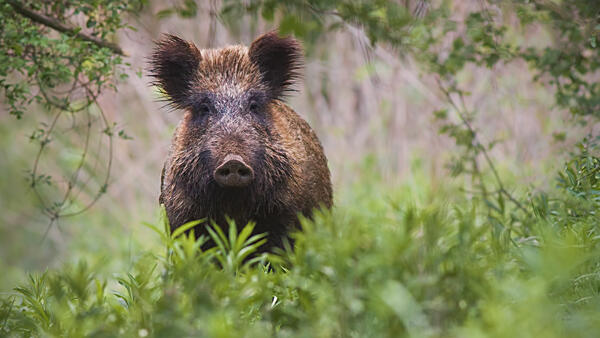 Bild vergr&ouml;&szlig;ern: Ein Wildschwein mitten in sch�ner Natur.
